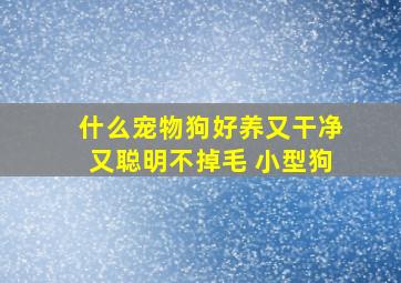 什么宠物狗好养又干净又聪明不掉毛 小型狗